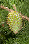 Table mountain pine